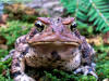 Avatar de El Sapo